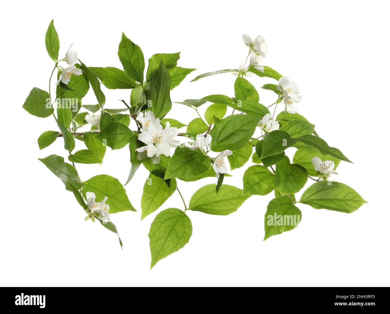 Branch of beautiful jasmine plant on white background Stock Photo - Alamy