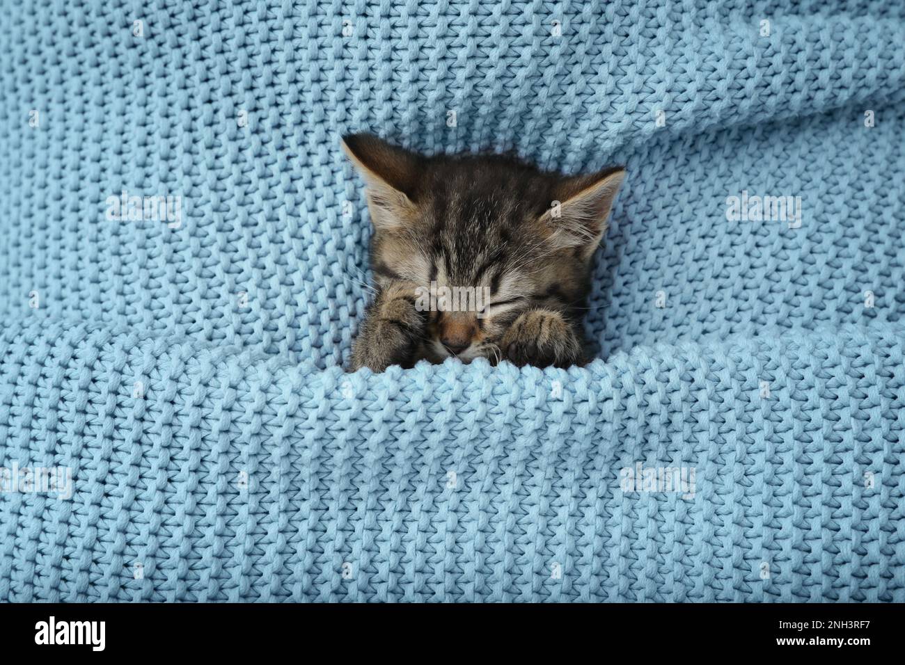 Cute little kitten sleeping wrapped in light blue knitted blanket top view Stock Photo Alamy