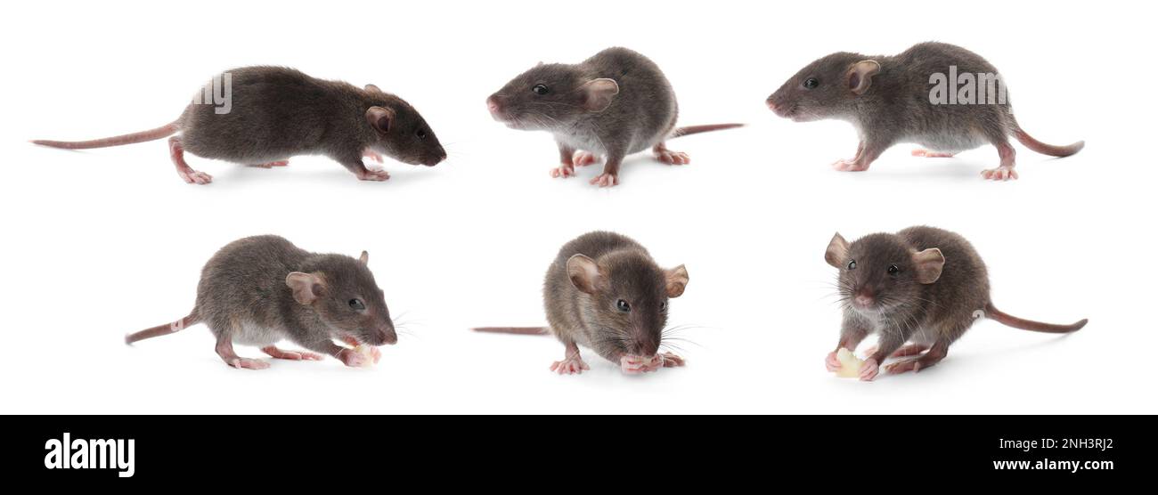 Small rats on white background, collage. Pest control Stock Photo Alamy