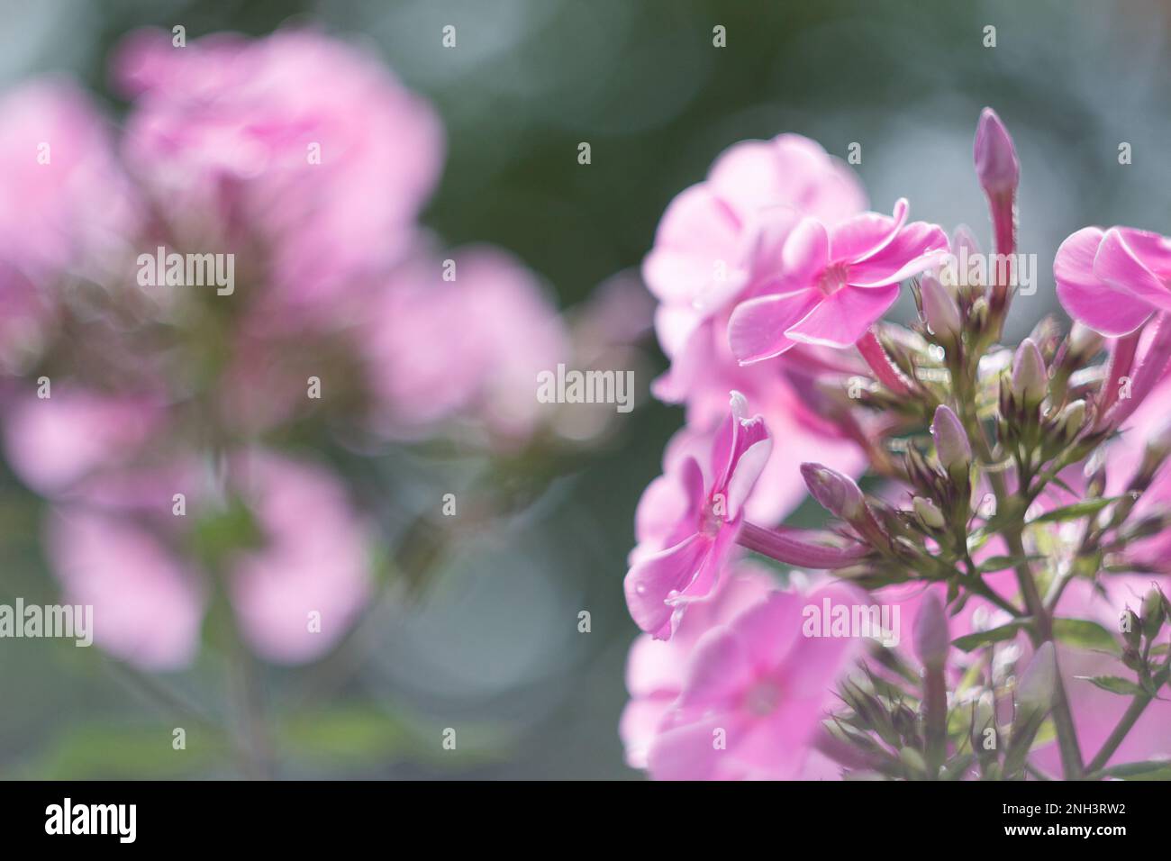 Pink phlox flowers in a garden Stock Photo - Alamy