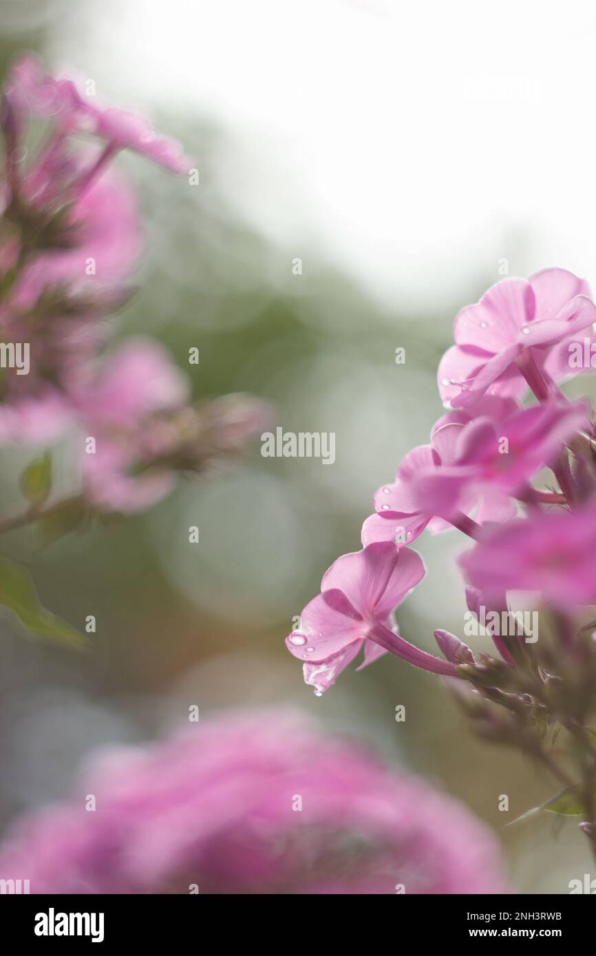 Pink phlox flowers in a garden Stock Photo - Alamy
