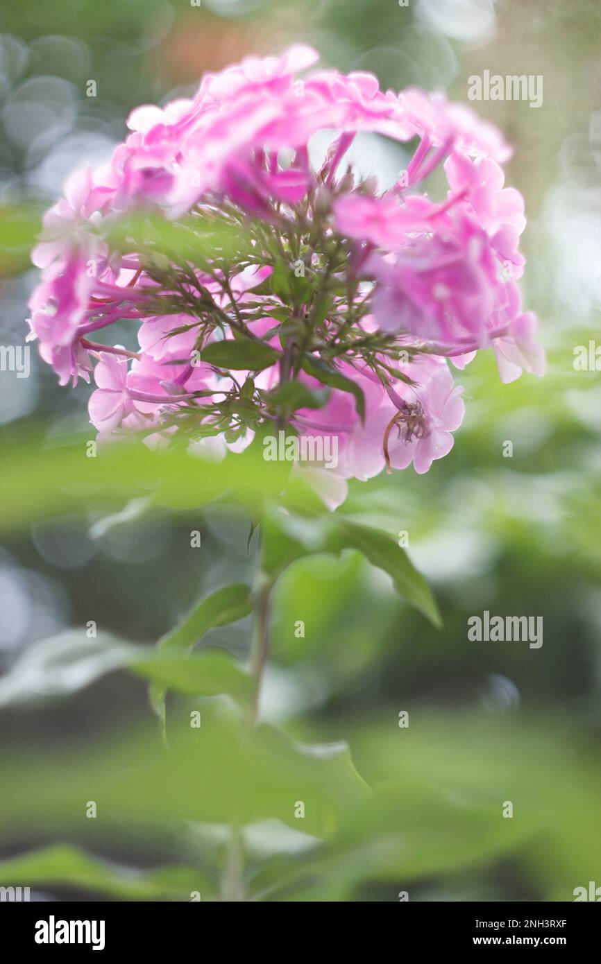 Pink phlox flowers in a garden Stock Photo - Alamy