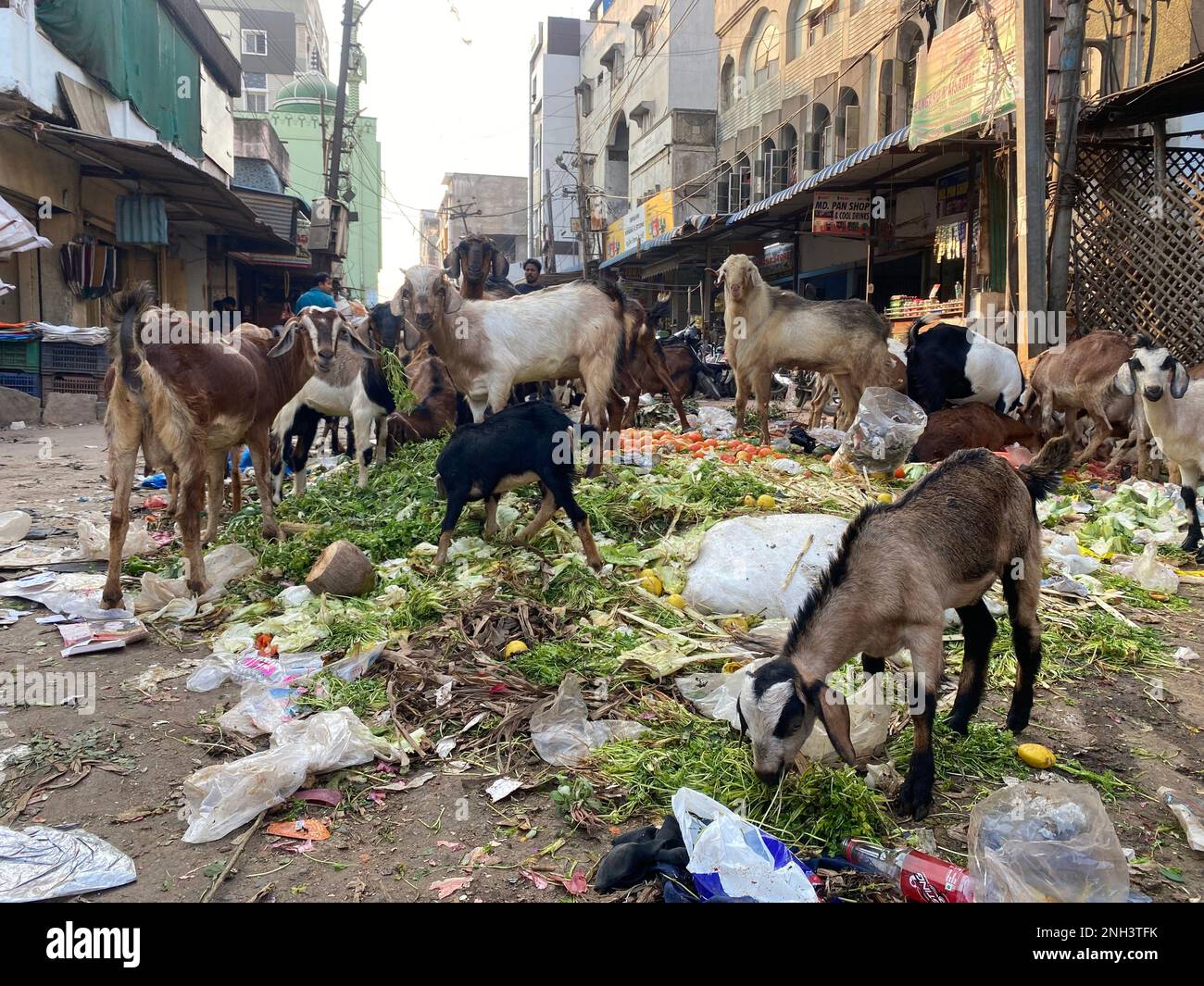 Feral goats feasting eating the left overs from street market in