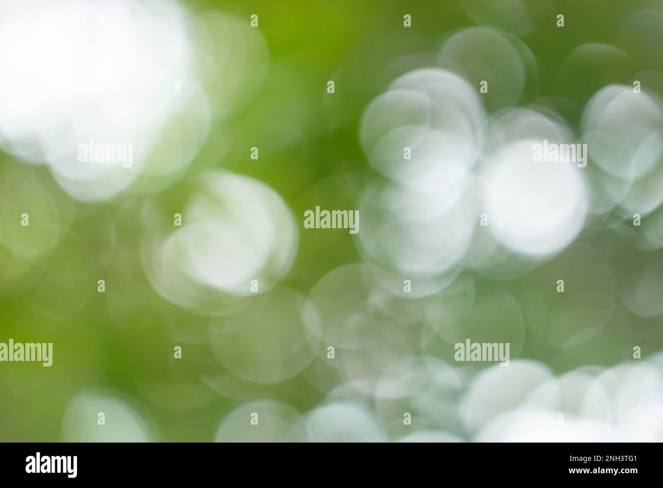 Defocused plants hi-res stock photography and images - Alamy