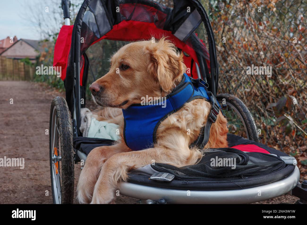 Dog pushchair labrador cheap