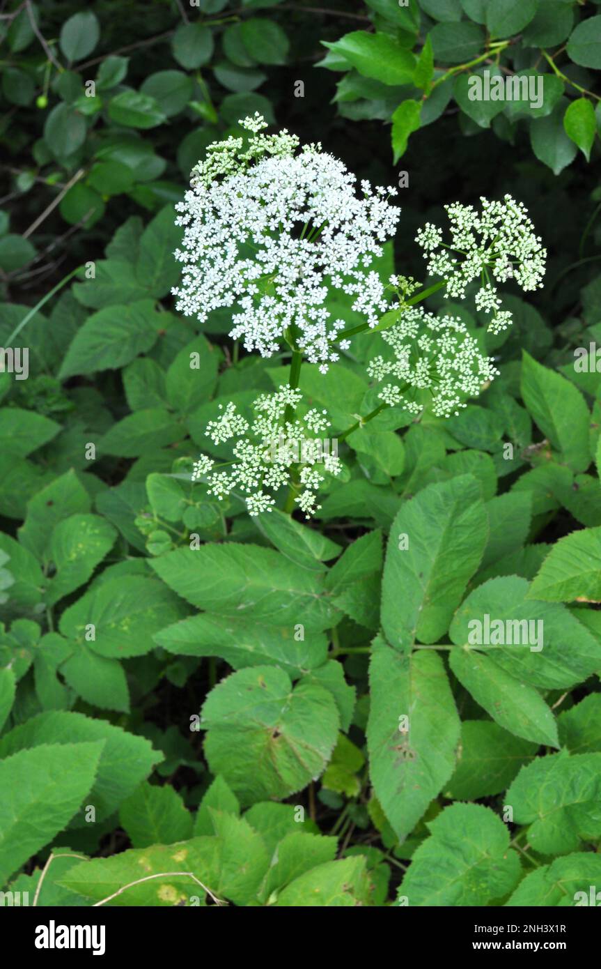 Aegopodium podagraria grows as a weed in the wild Stock Photo