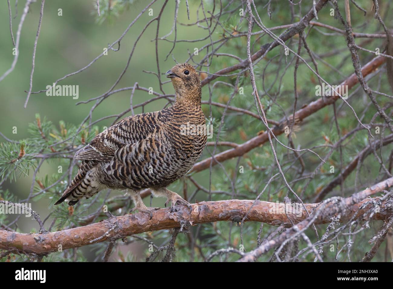 Birkhuhn Birkwild Weibchen Henne Lyrurus Tetrix Tetrao Tetrix 