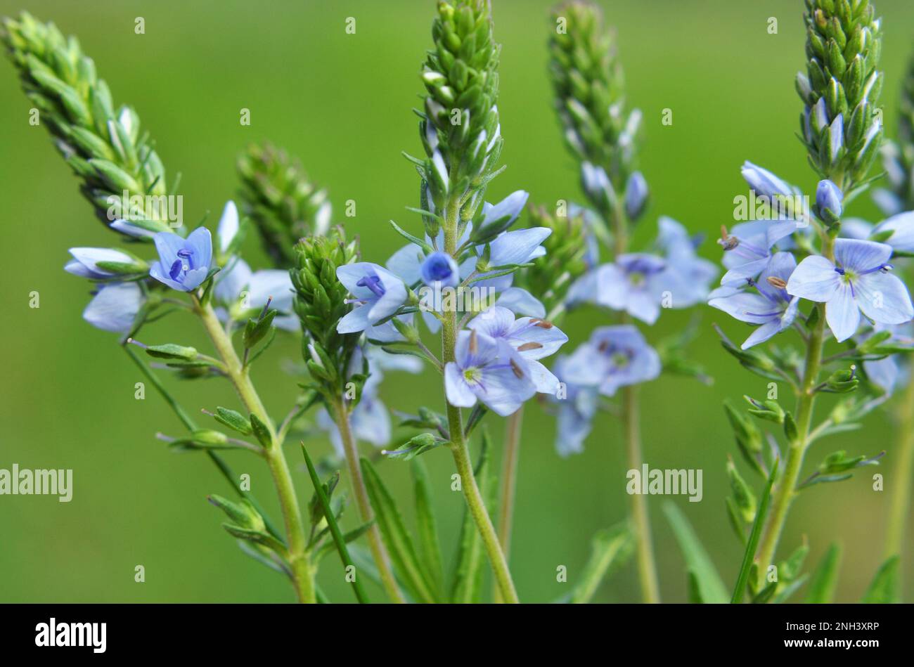 In the spring, Veronica prostrata blooms in the wild among grasses Stock Photo