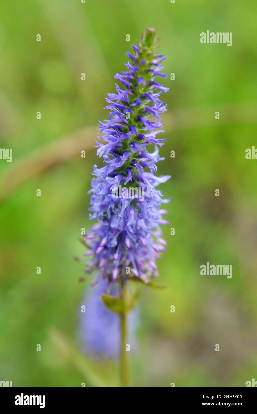 It grows in the wild veronica spike (Veronica spicata) Stock Photo