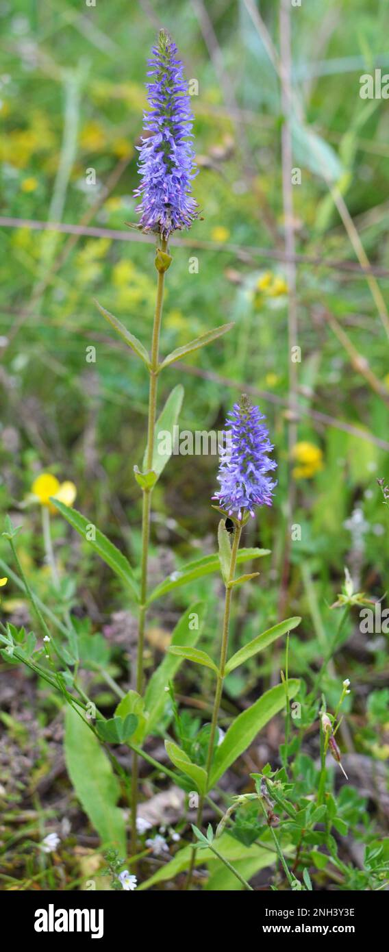 It grows in the wild veronica spike (Veronica spicata) Stock Photo