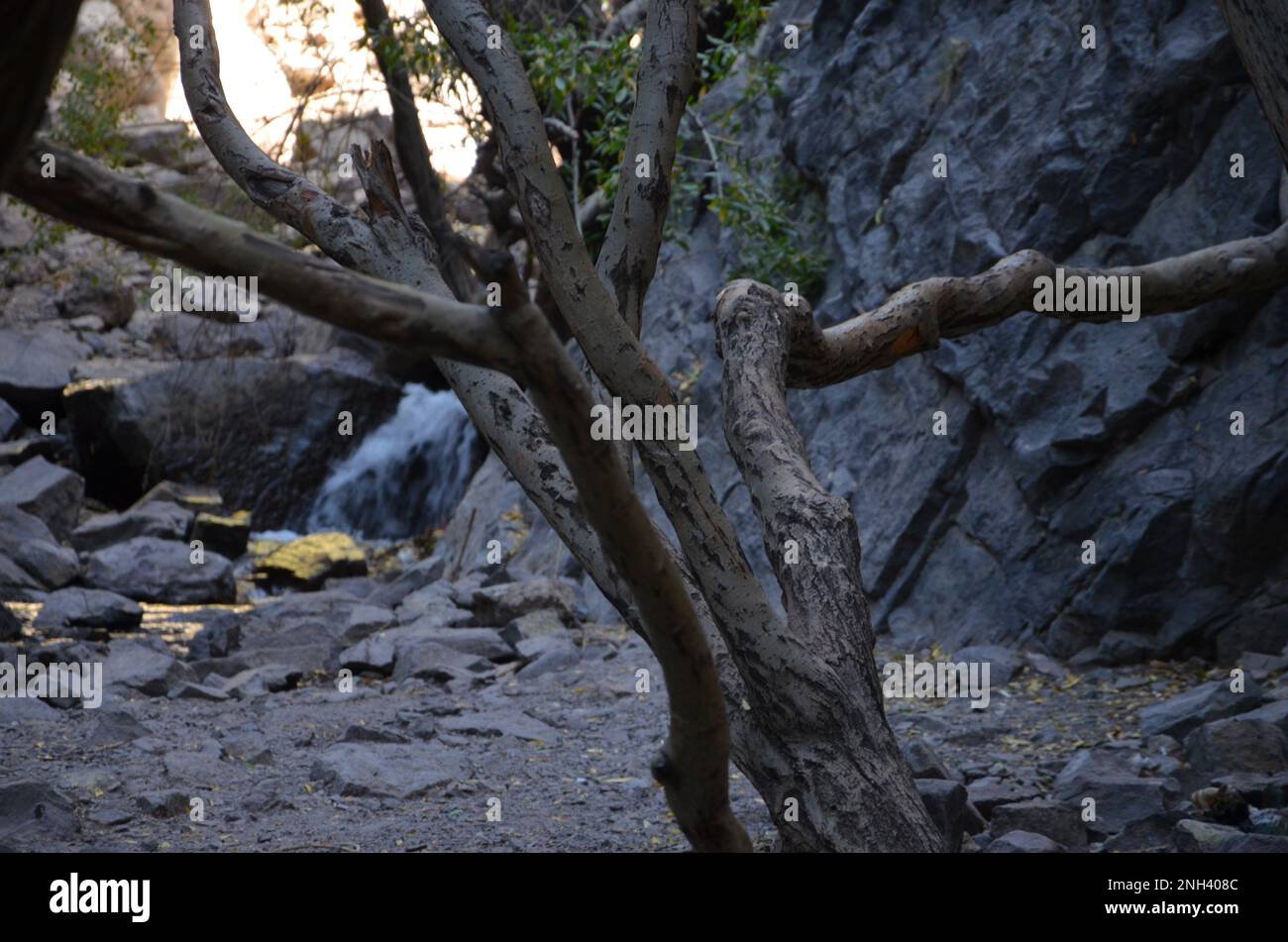 bizarre old tree with splashing water in background Stock Photo