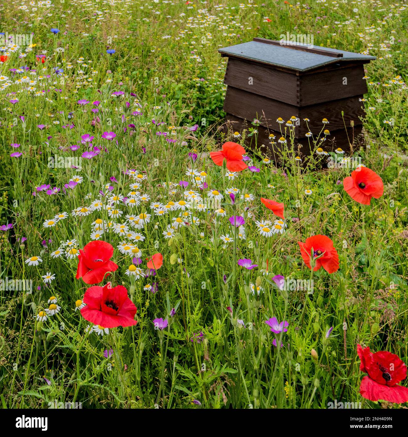 Colourful and ecofriendly wildflower area planted with bees and