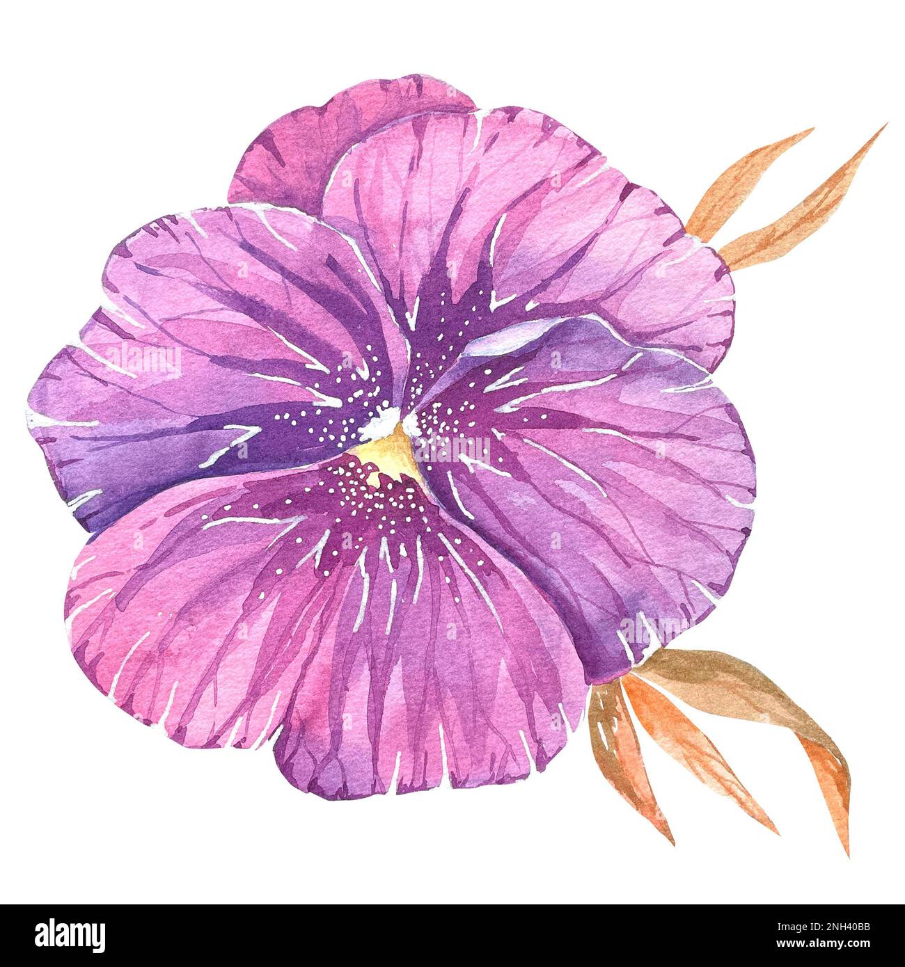 Watercolor drawing of a purple pansies flower on a white background for ...