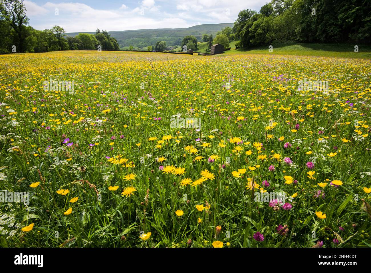 Natural wildflower meadow at Muker in North Yorkshire, Yorkshire Dales National Park...can be seen from a footpath with no damage to special plants. Stock Photo