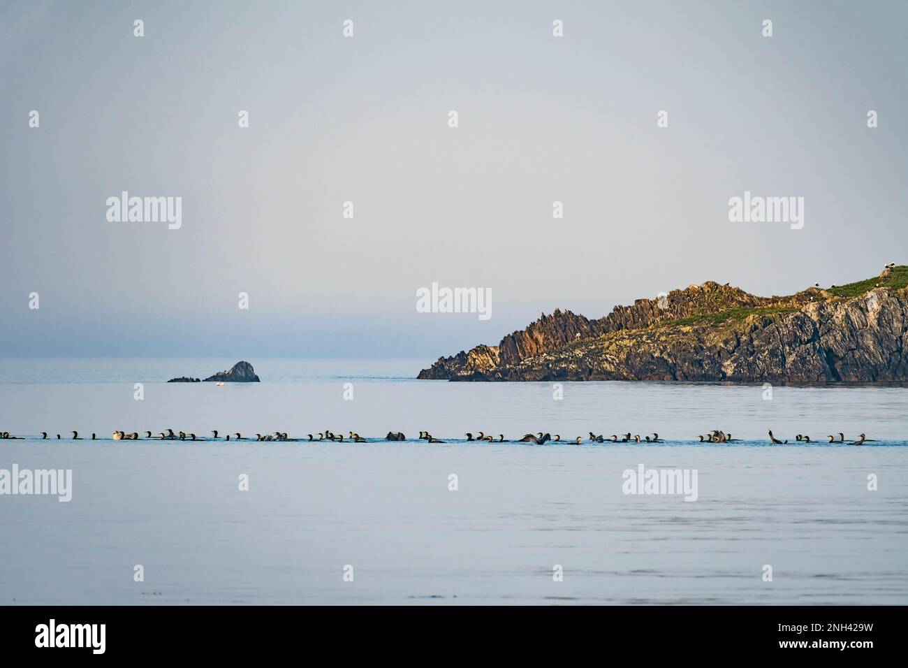 Flock of Black Guillemots in the sea. Atlantic, Ireland. Stock Photo