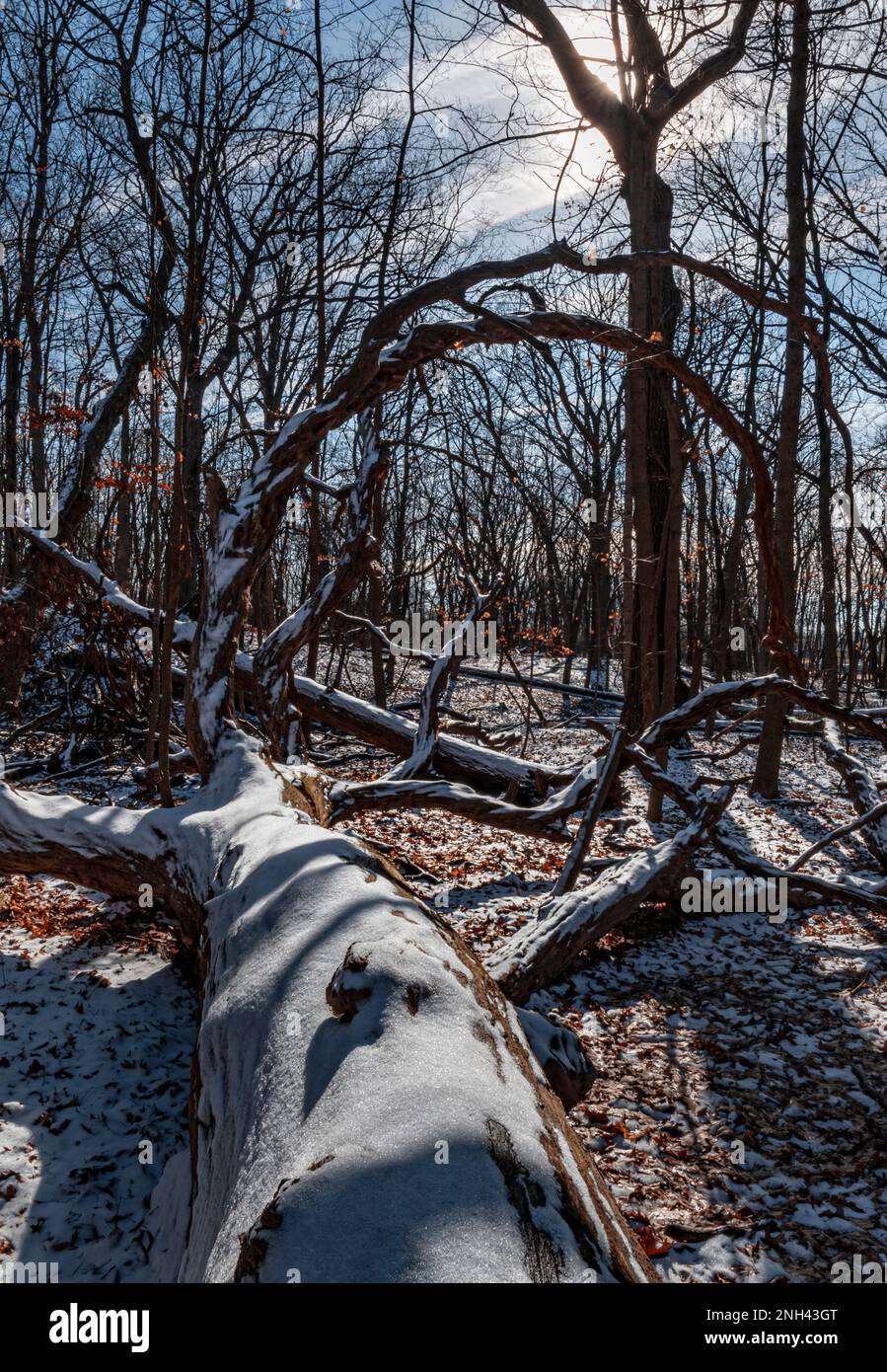 Branches of a downed dead Maple tree form an arch to look into the