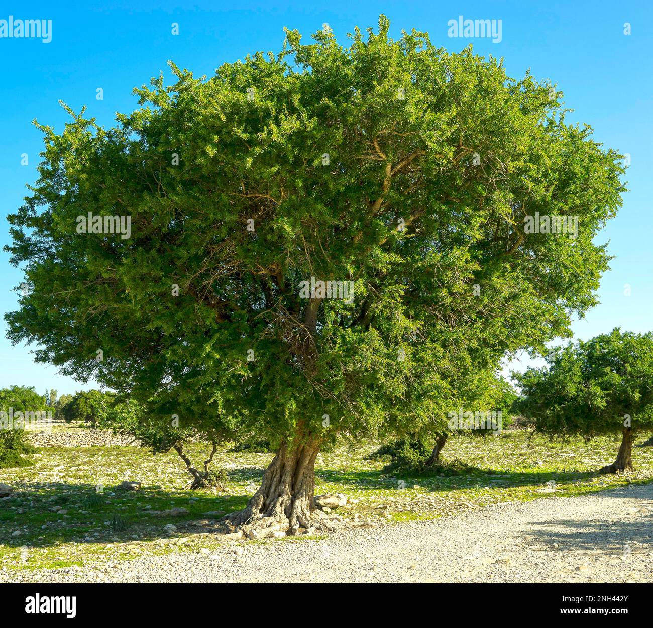 Argan tree in Morocco Stock Photo - Alamy