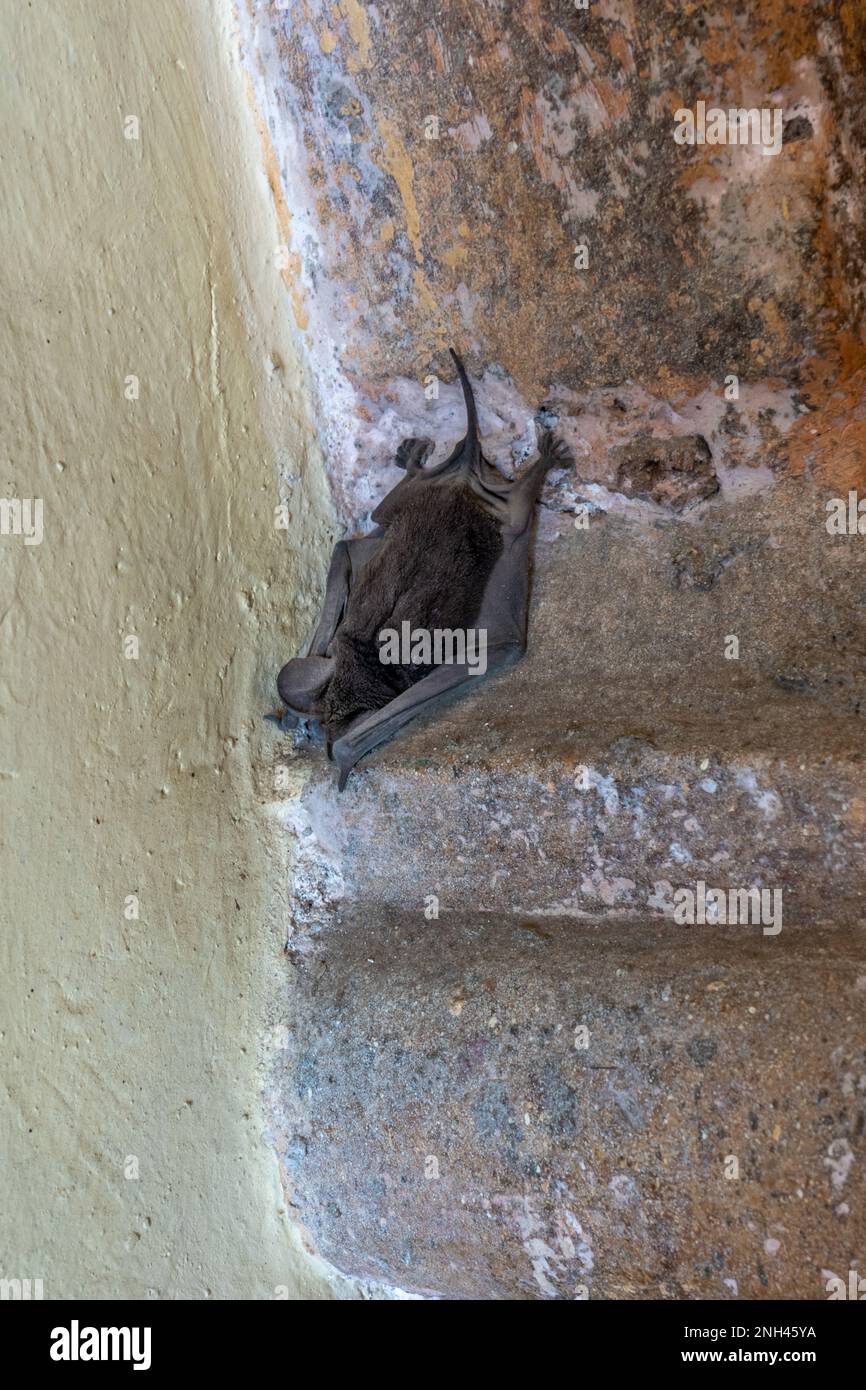 A Mexican Free-tailed Bat roosts during the day under the eaves of the parish church in San Bartolo Coyotepec, Oaxaca, Mexico. Stock Photo