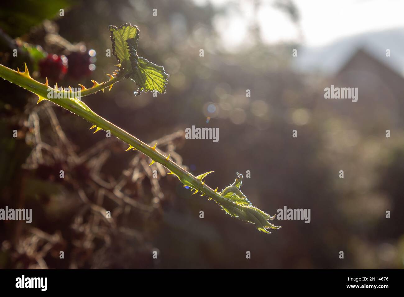 A new green stem covered in thorns and bud of a blackberry bush is backlit. Stock Photo