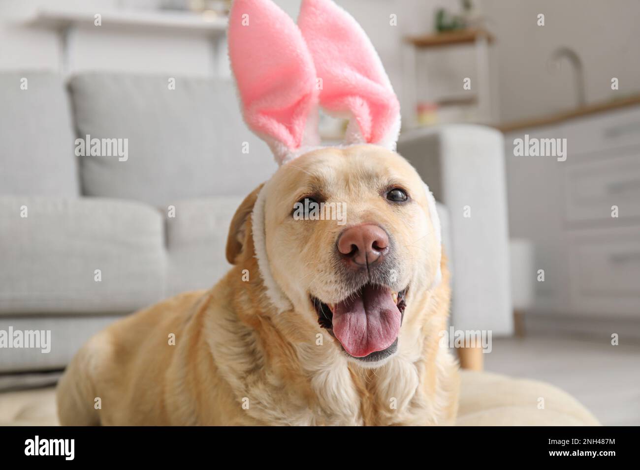 Cute Labrador dog with bunny ears in kitchen, closeup. Easter