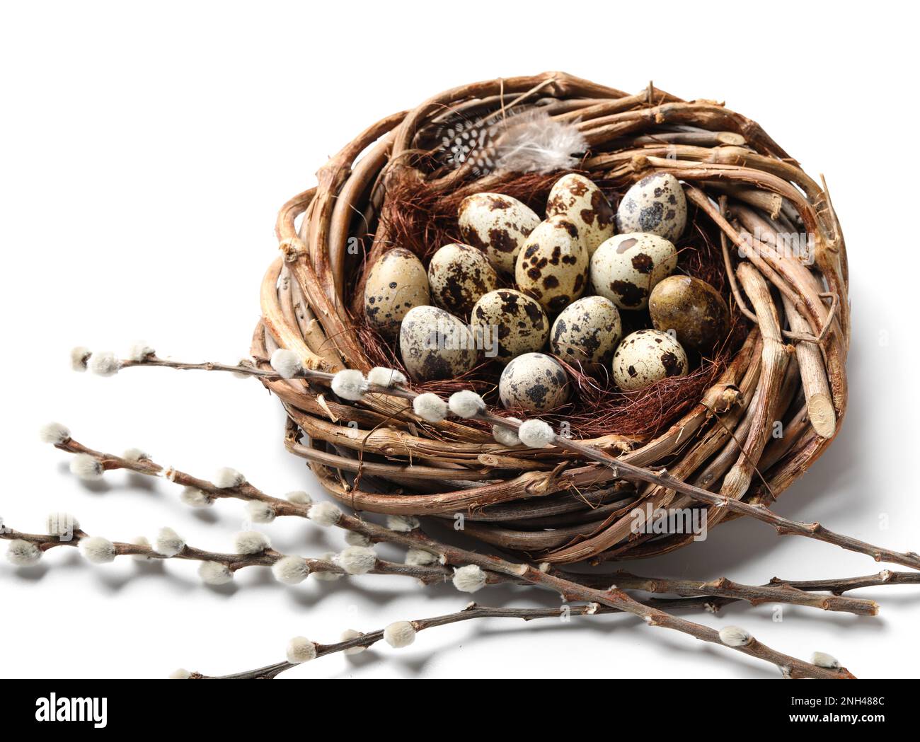 Nest with quail eggs and willow branches on white background. Easter ...