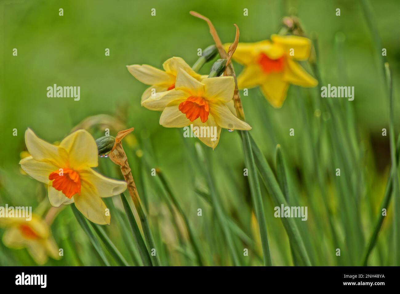 daffodils bloom in the garden Stock Photo Alamy