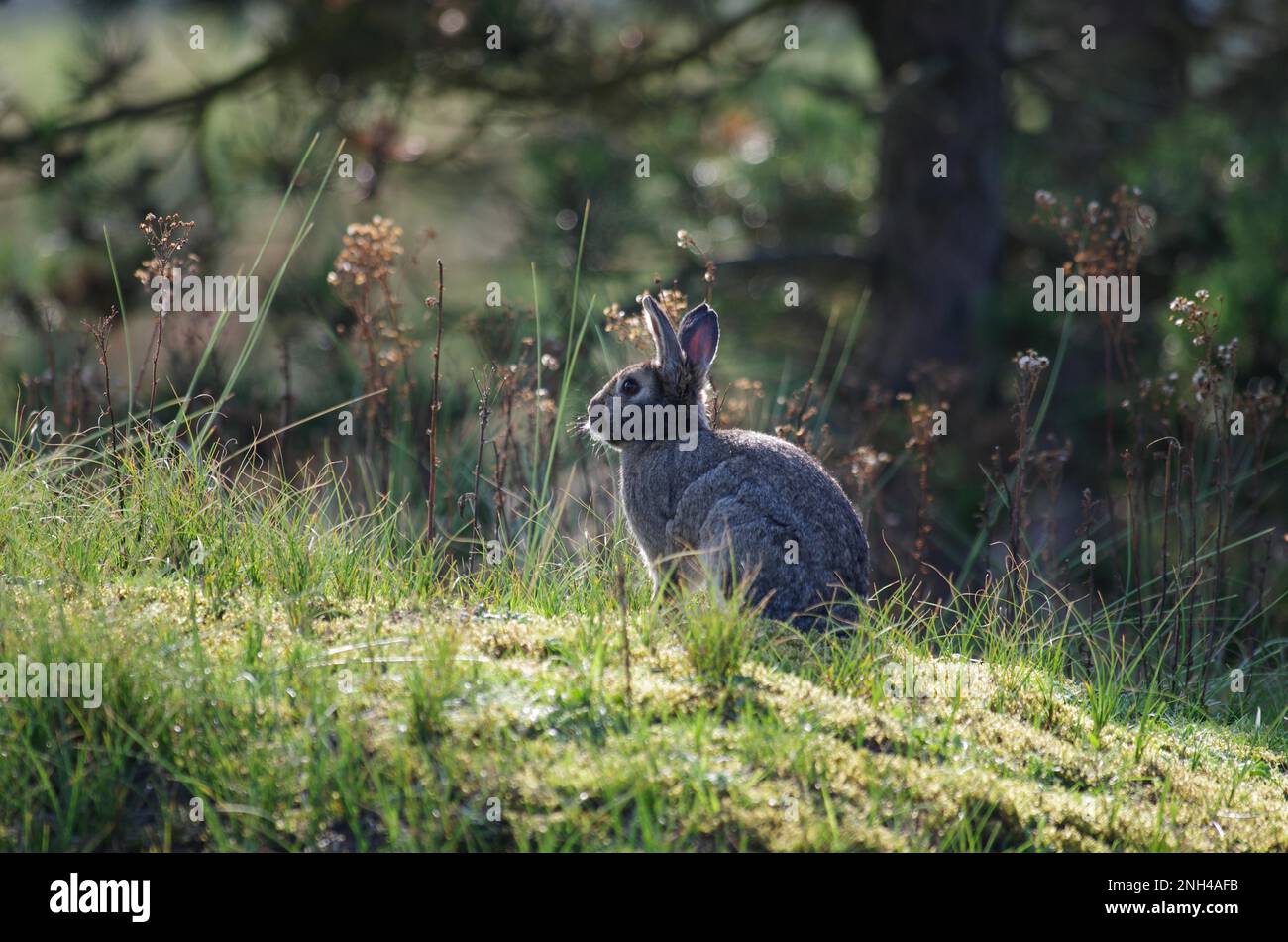 European rabbit (Oryctolagus cuniculus), forest, grass, sun, summer, Germany, A single wild rabbit sits in the forest and is illuminated by the Stock Photo