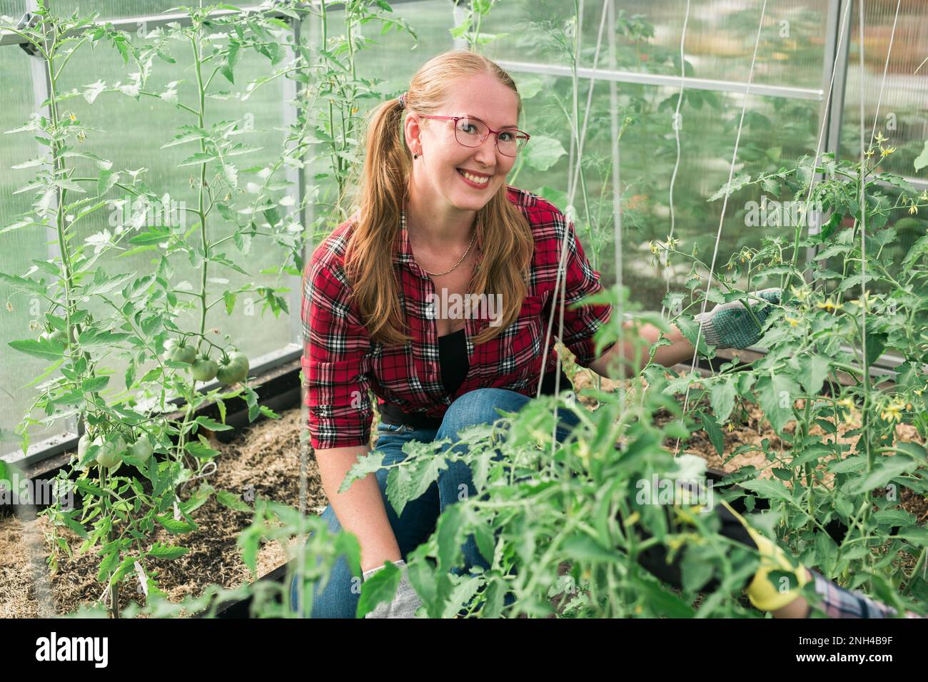Happy gardener woman in gloves and care tomatoes in greenhouse