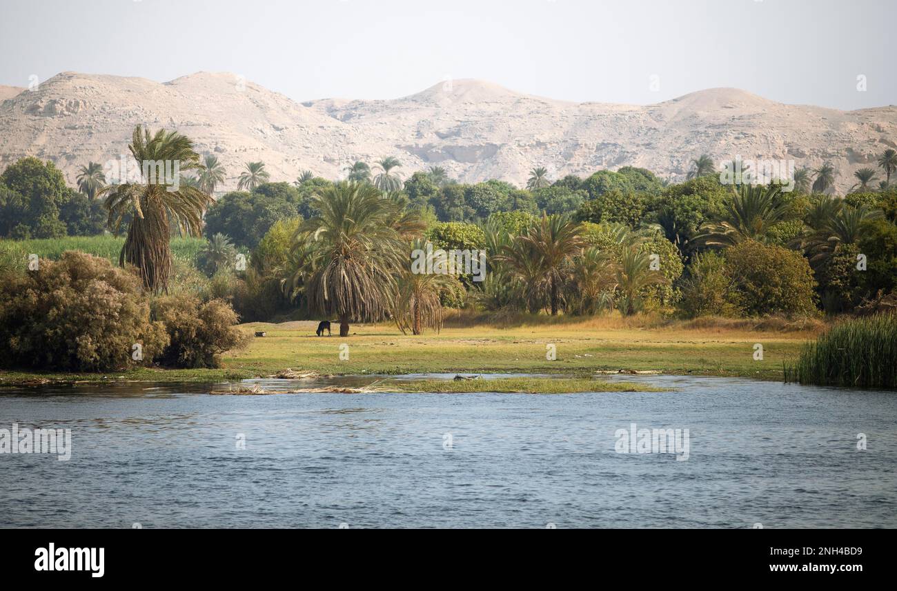 Palm landscape on the Nile, Eastern Desert in the background, Egypt Stock Photo