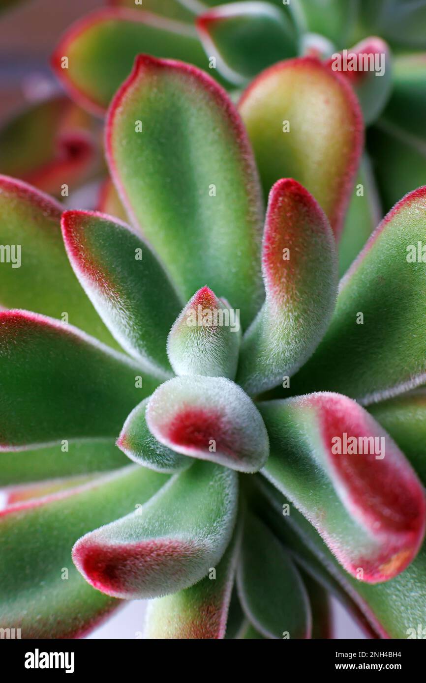little succulents Shop Succulents Premium Live Mini Cactus and Succulent Plants in 2" Pots, Easy Care Indoor or Outdoor Gardening, Terrariums, Fa