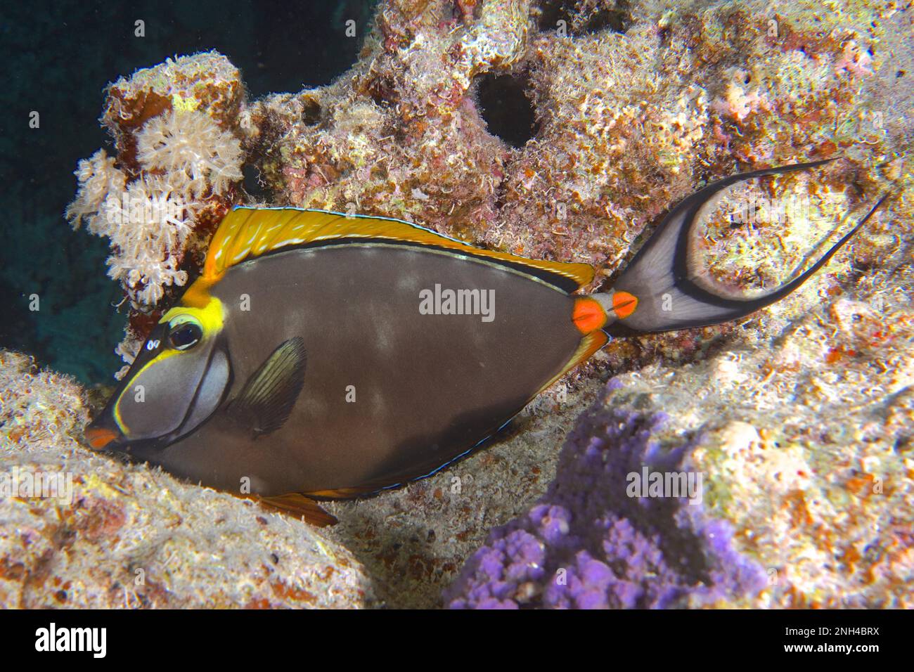 Indian yellow blade nose doctor (Naso elegans) at night. Dive site Abu Fendera, Egypt, Red Sea Stock Photo
