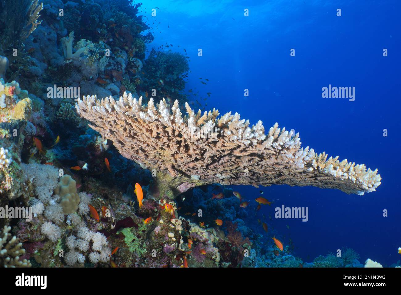 Pharaoh antler coral (Acropora pharaonis), Panorama Reef dive site, Hurghada, Egypt, Red Sea Stock Photo