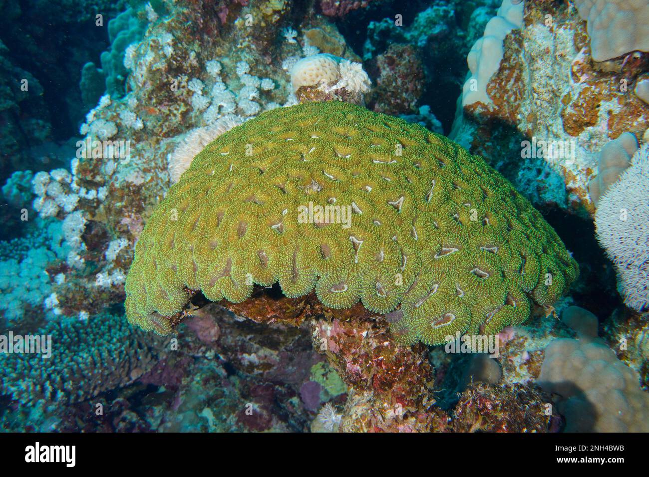 Button Star Coral (Favia favus), Dive Site House Reef, Mangrove Bay, El Quesir, Red Sea, Egypt Stock Photo