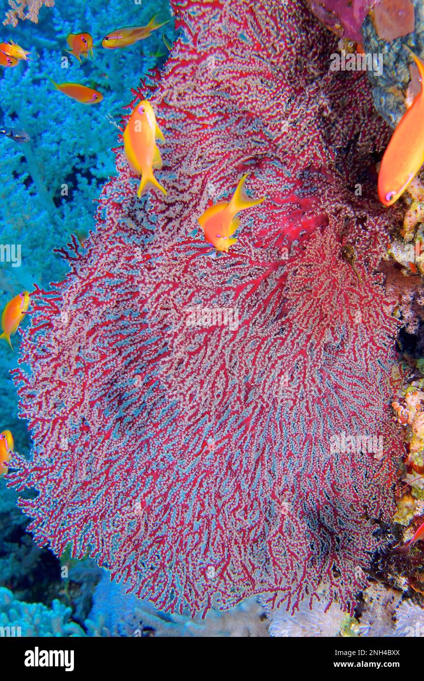 Red knot coral (Acabaria biserialis) with open polyps. Dive site Big Brother, Brother Islands, Egypt, Red Sea Stock Photo