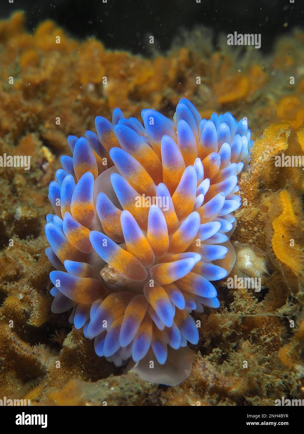 Silver tip nudibranch (Janolus capensis), nudibranch, False Bay dive ...