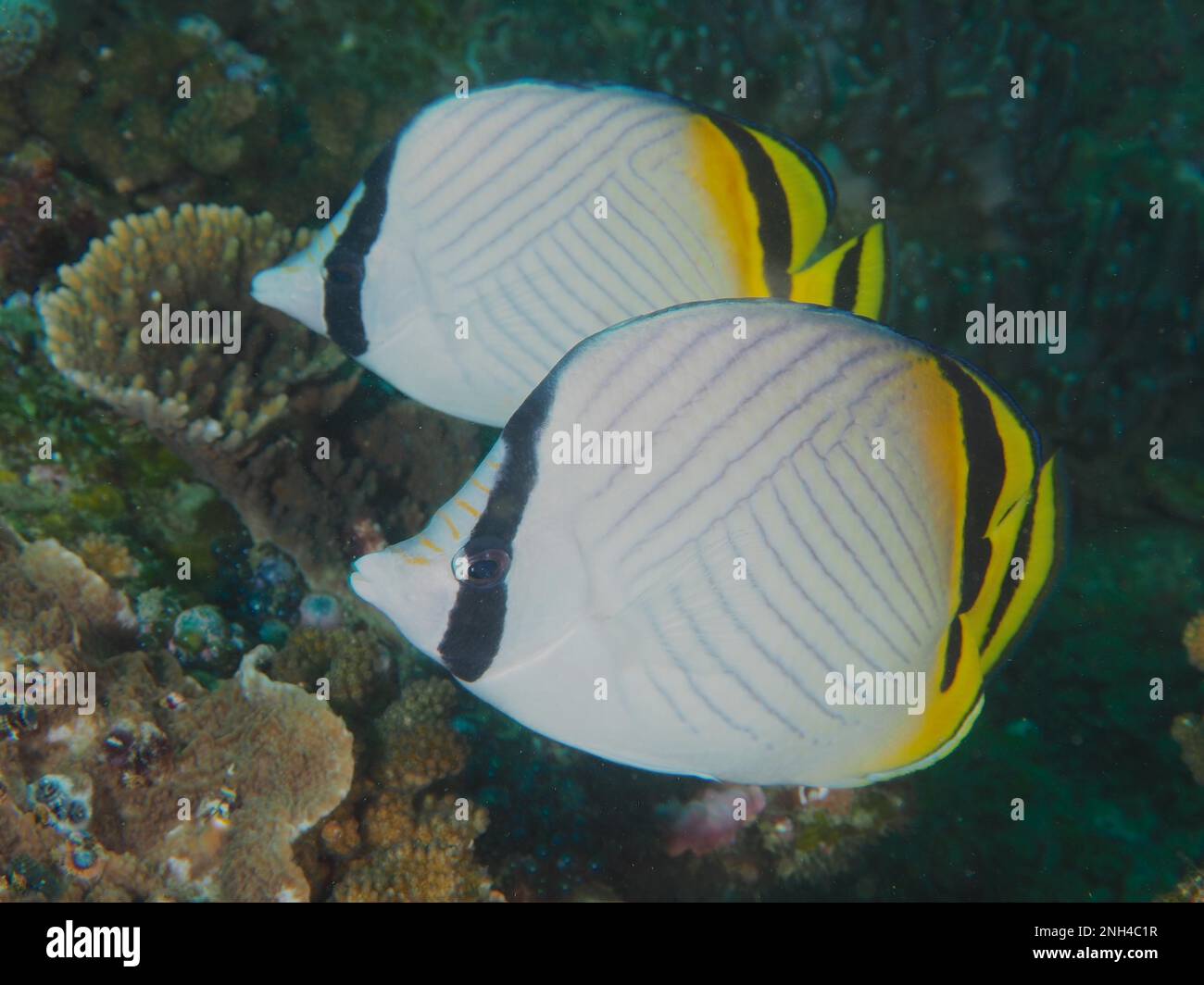 Pair of vagabond butterflyfish (Chaetodon vagabundus), Falterfi, Sodwana Bay National Park dive site, Maputaland Marine Reserve, KwaZulu Natal, South Stock Photo