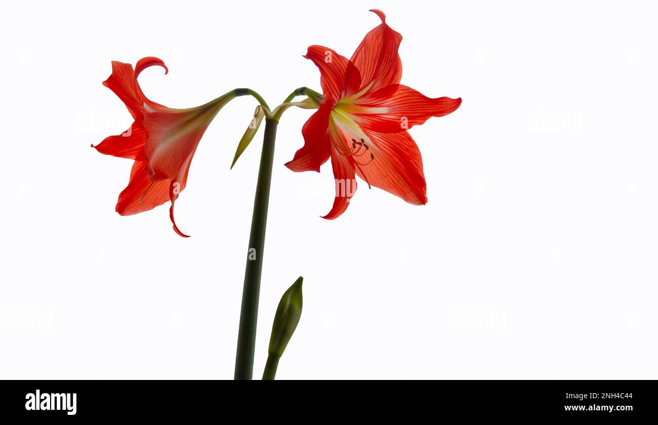 Hippeastrum hybrid or amaryllis flowers, red amaryllis flowers isolated on white background Stock Photo