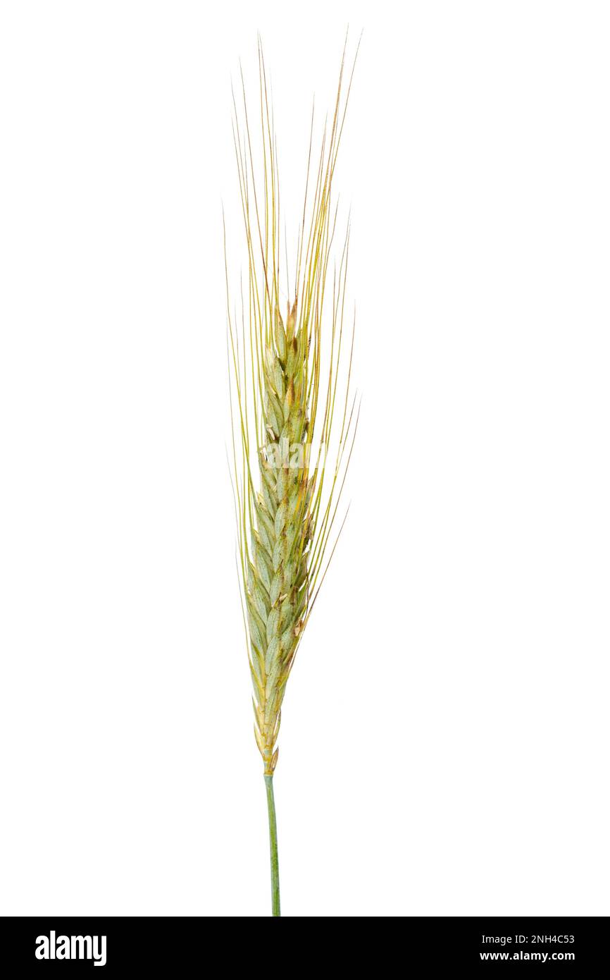 Rye (Secale cereale), plant, white background Stock Photo
