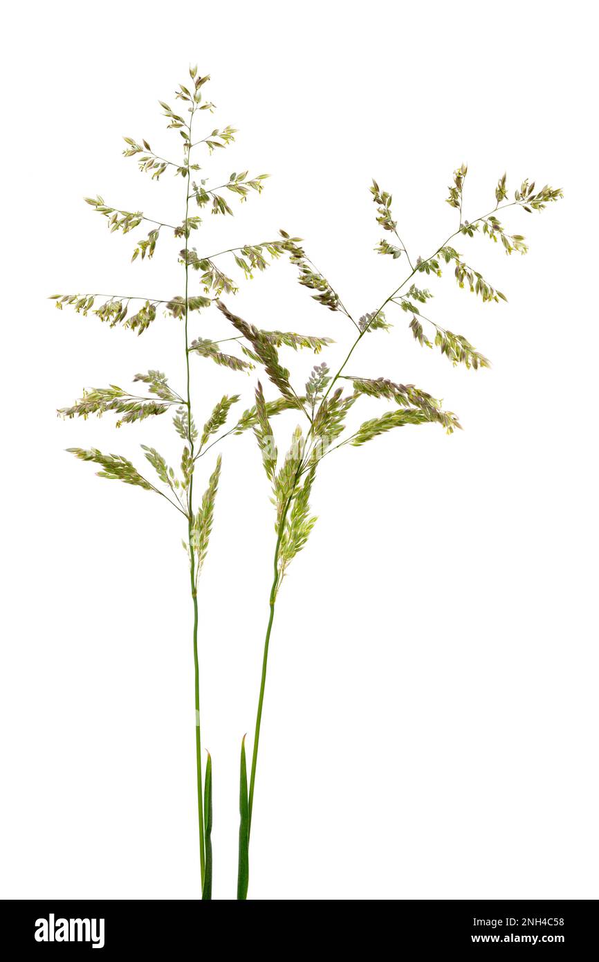 Rough meadow-grass (Poa trivialis), plant, white background Stock Photo