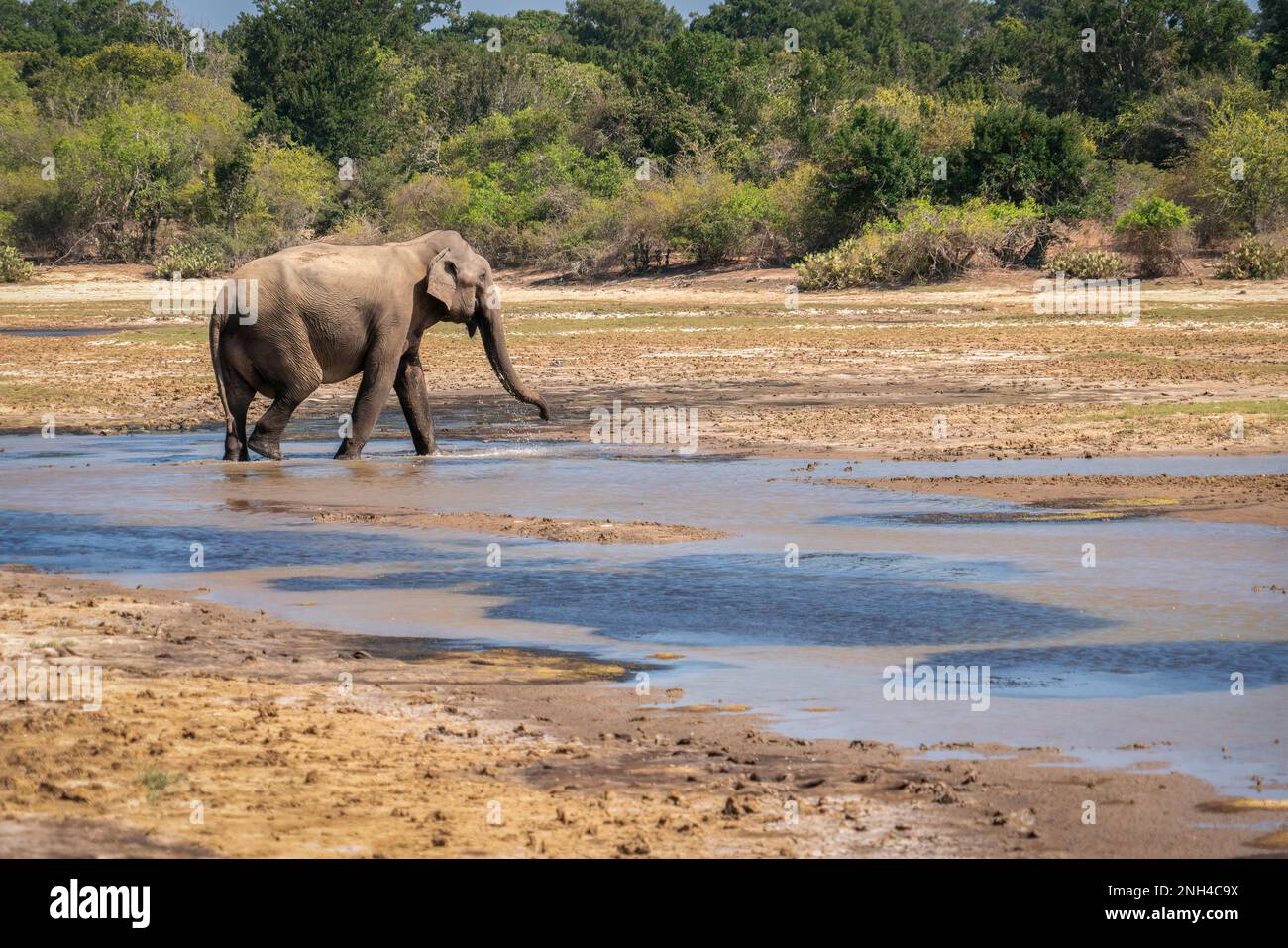 Solitary Asian Elephant Walking In A Tropical Forest In A National Park solitary-asian-elephant-walking-in-a-tropical-forest-in-a-national-park