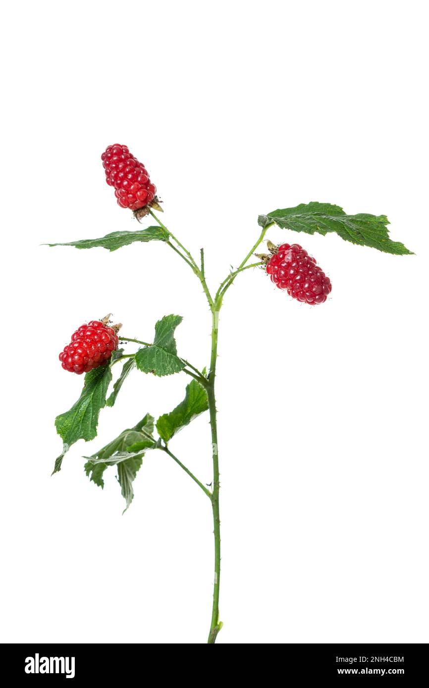 Blackberry (Tayberry Medana), fruit, garden, shrub, Hoeltinghausen, Lower Saxony, Germany Stock Photo