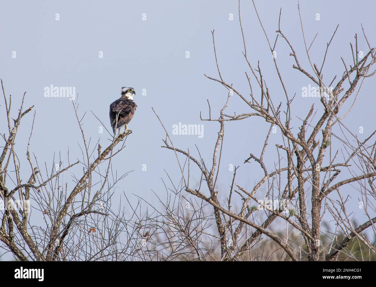 An osprey bird of prey facing forward perched on branches in Florida, USA Stock Photo