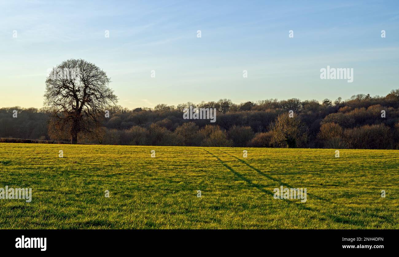 Field with tree and vehicle track illuminated by the late afternoon sunshine. English