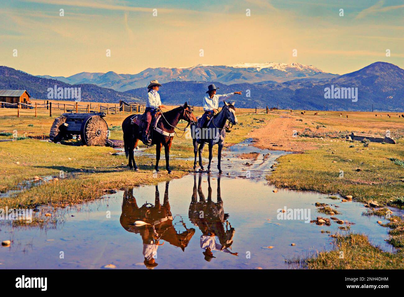 Cowgirls, western riders on horses, ranch area, cattle in the pasture, Sierra Nevada Mountains