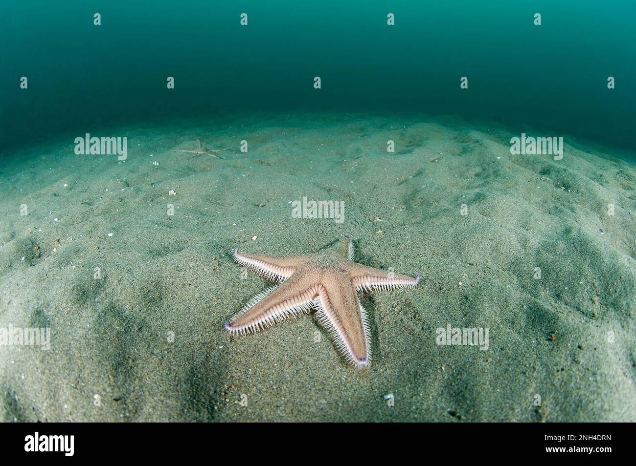 Spiny comb-star (Astropecten irregularis), cote agathoise Marine Protected Area, gulf of Lion, Cap dAgde, France Stock Photo