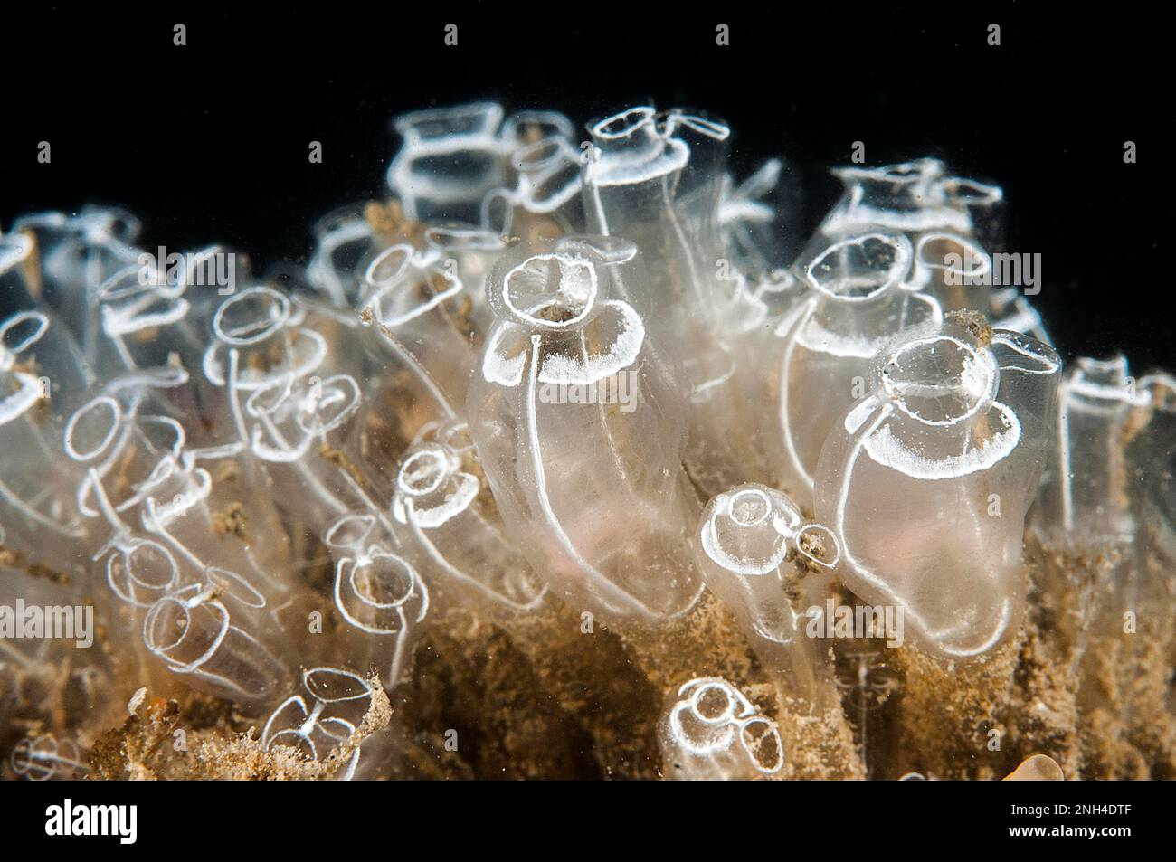 Transparent seasquirt (Clavelina lepadiformis), gulf of Lion, Cap dAgde, France Stock Photo