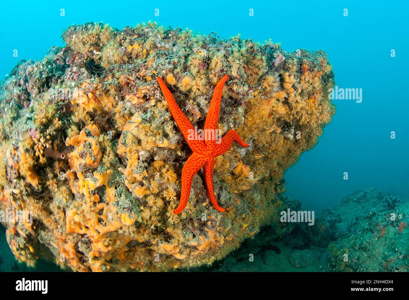 Red starfish (Echinaster sepositus), gulf of Lion, France Stock Photo