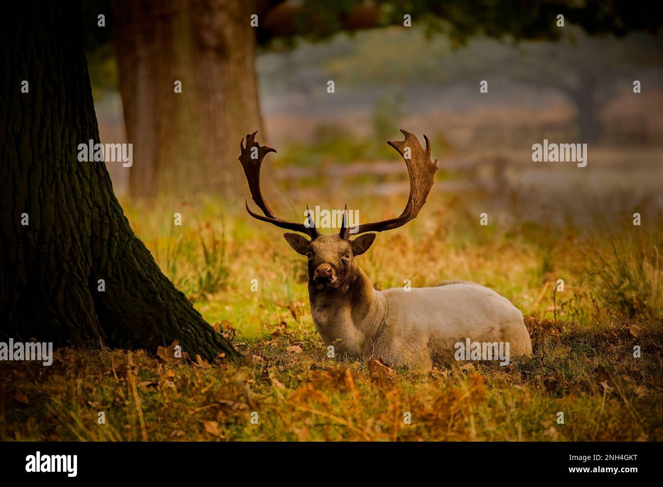 Stag under a tree Stock Photo