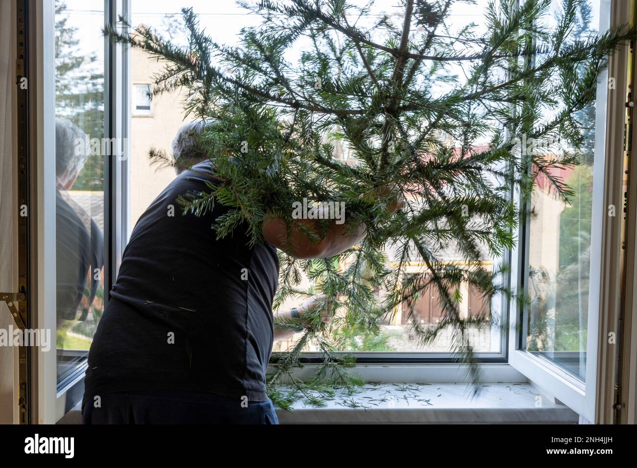 Christmas is over. A man throws the Christmas tree out of the window. Stock Photo