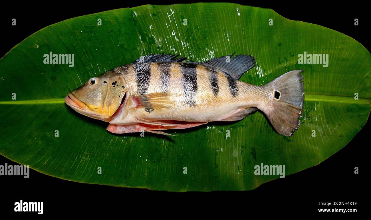 Peacock bass on banana leaf top view. Tucunaré fish Stock Photo